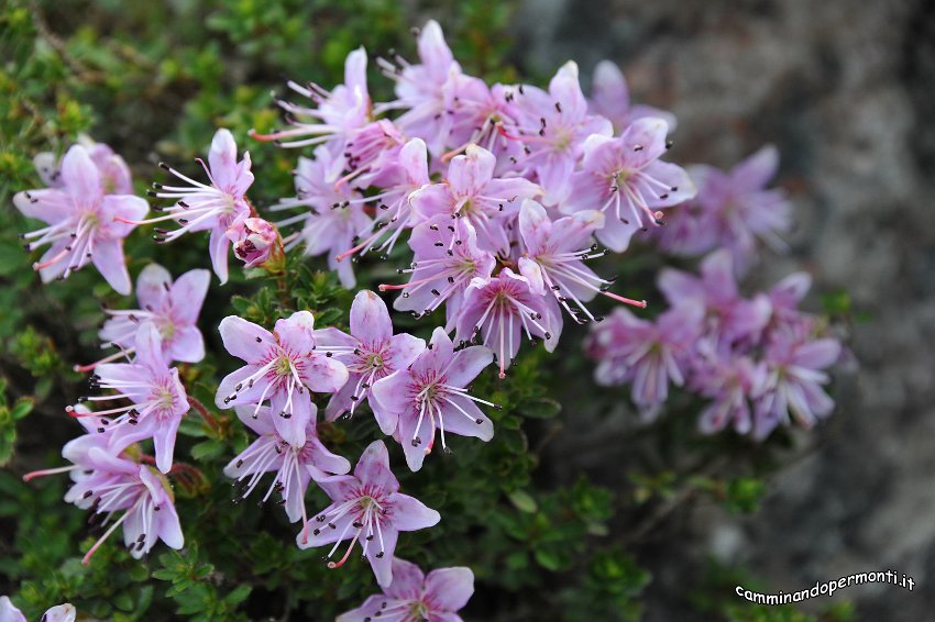 047  Rododendro cistino.jpg